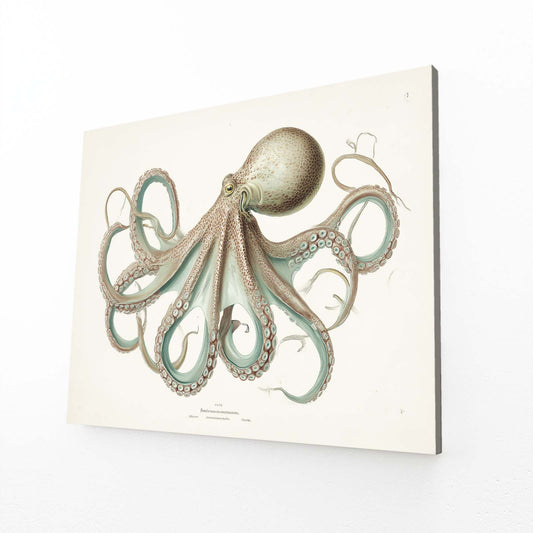 Naturalist Plate Octopus Art – angled canvas view on white background