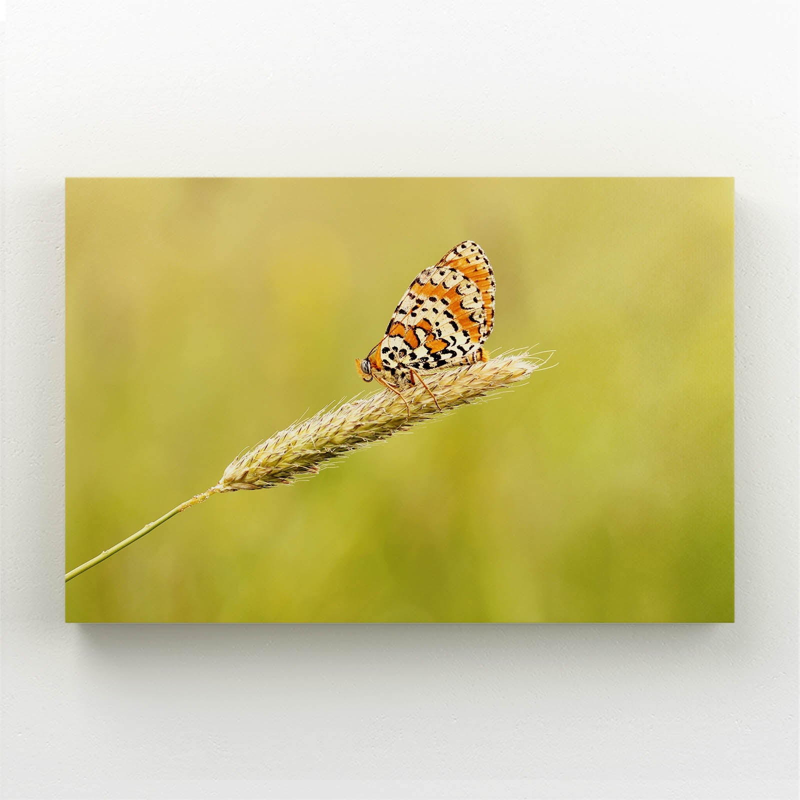 Orange Meadow Butterfly Wall Art