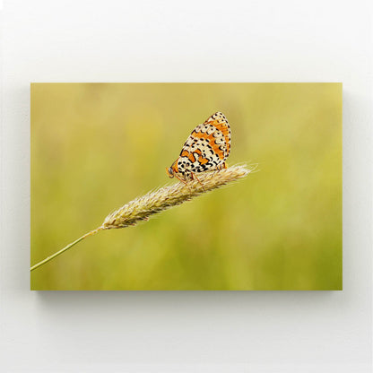 Orange Meadow Butterfly Wall Art