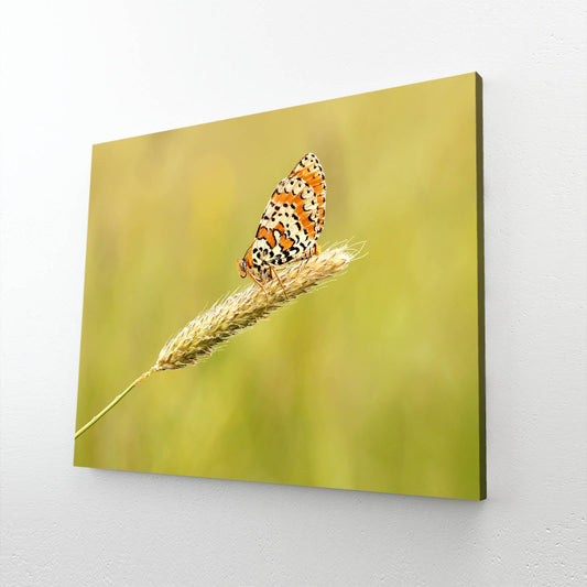 Orange Meadow Butterfly Wall Art