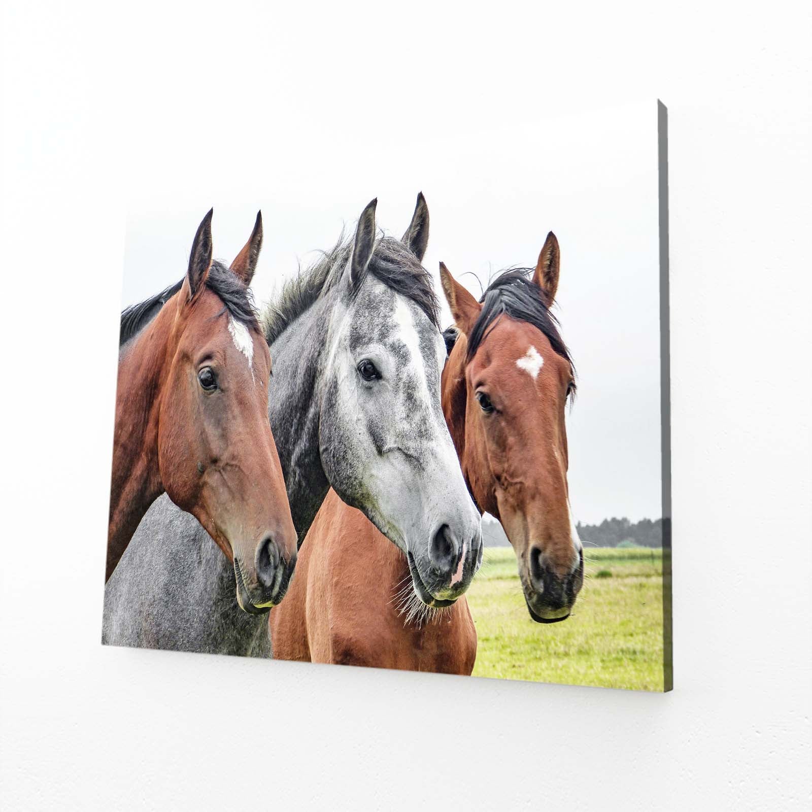 Pasture Trio Portrait Horse Canvas Art — photography canvas print, angled canvas view on white background