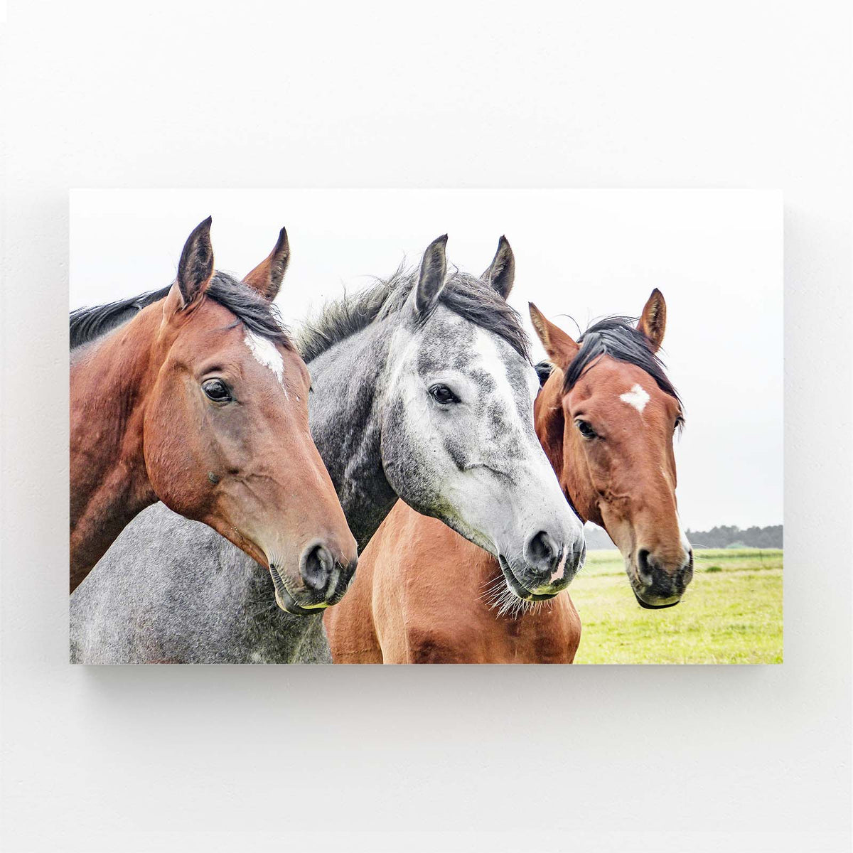 Pasture Trio Portrait Horse Canvas Art — photography canvas print, angled canvas view on white background