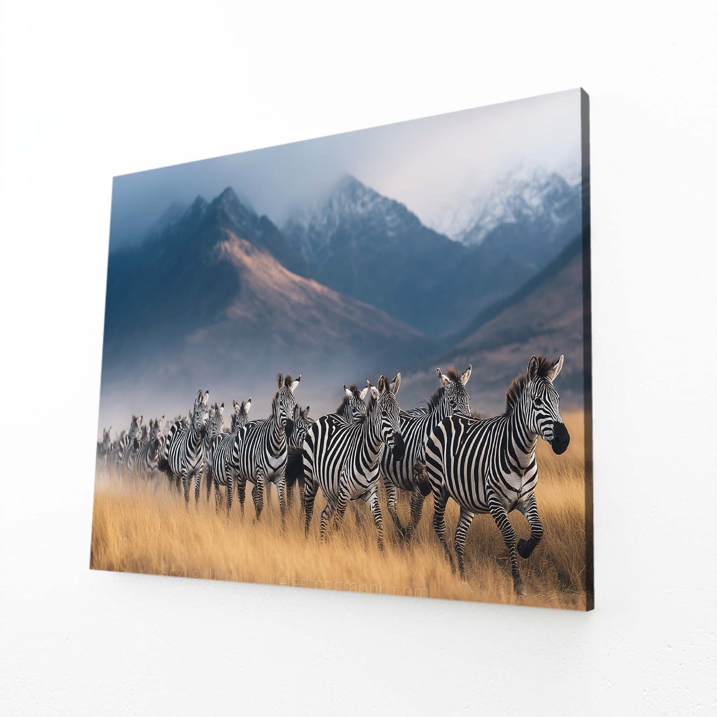 Photography Zebra Canvas – angled canvas view on white background