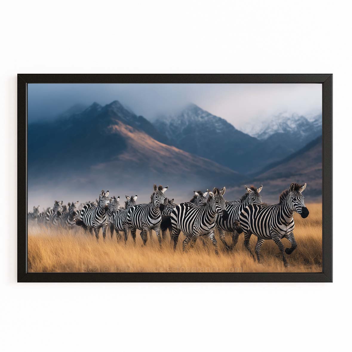 Photography Zebra Canvas — contemporary canvas print, canvas print on white background