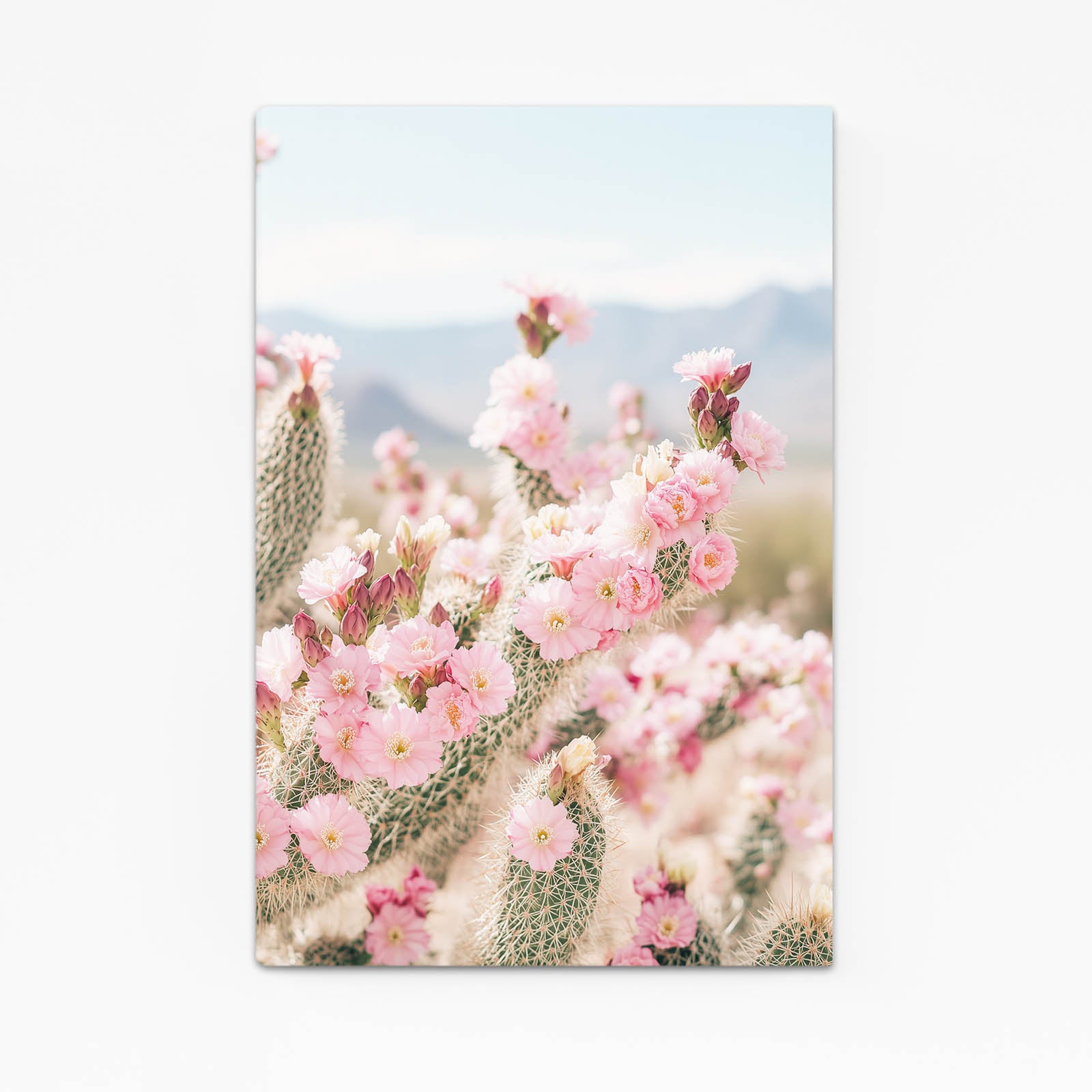 Pink Desert Blossoms Cactus Canvas Art – pink desert blossoms cactus canvas print
