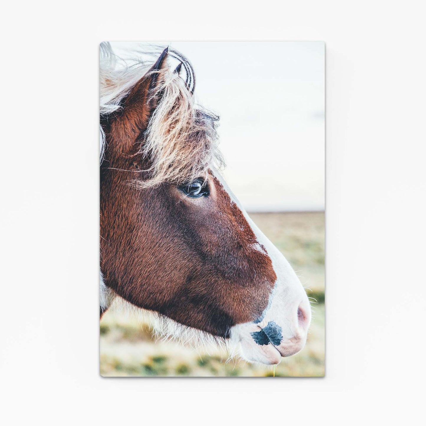 Pinto Field Portrait Horse Canvas — photography canvas print, angled canvas view on white background