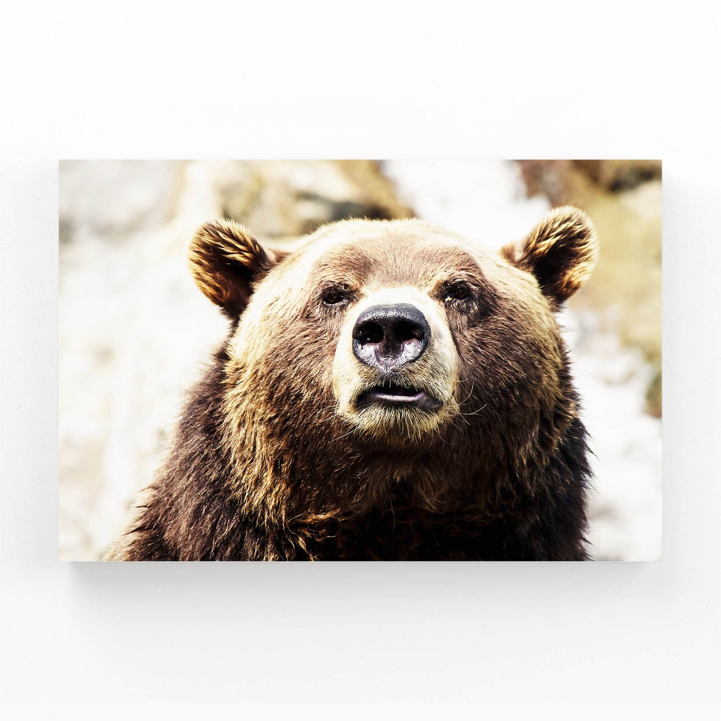 Rain Soaked Portrait Bear Wall Decor — photography canvas print, angled canvas view on white background