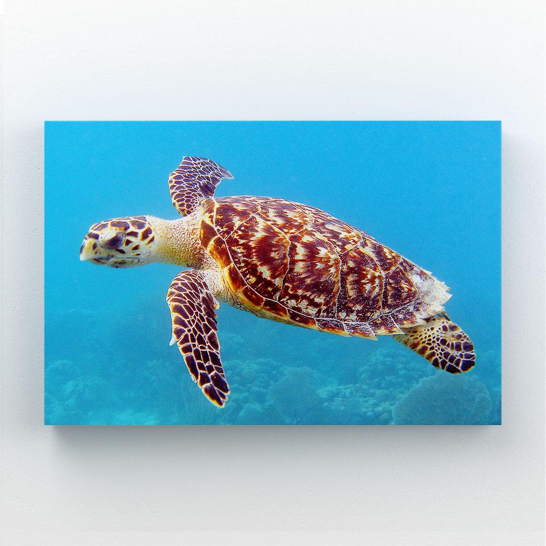 Sea Turtle Photography Wall Art – sea turtle swimming in clear turquoise water