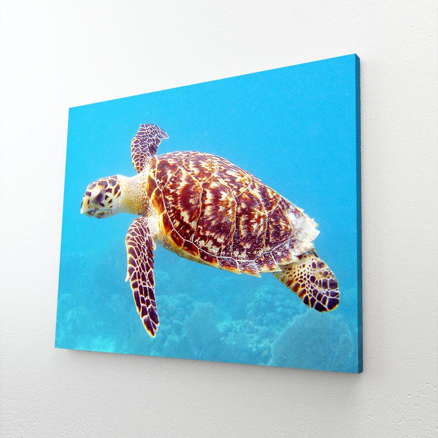 Sea Turtle Photography Wall Art – canvas print, view 2