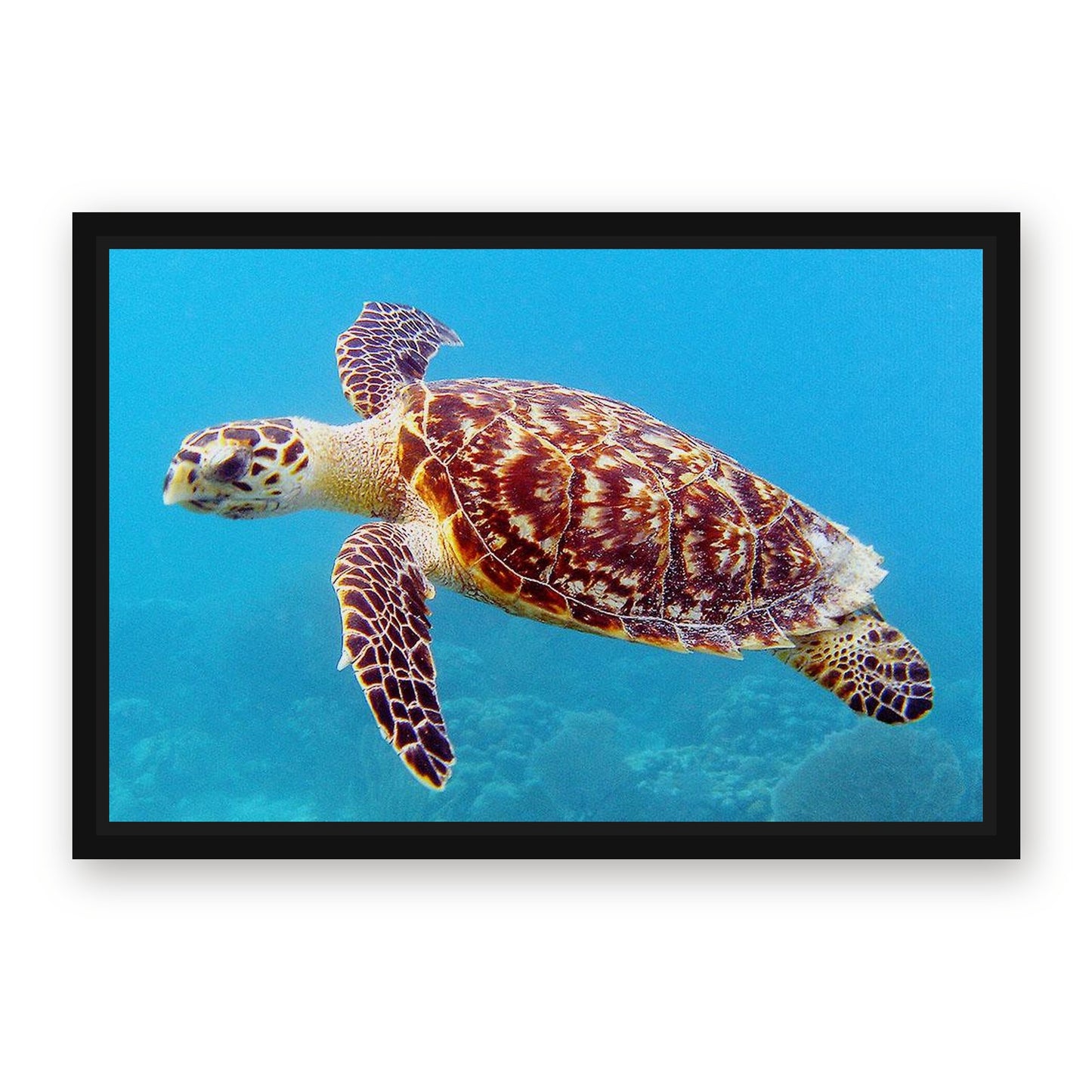 Sea Turtle Photography Wall Art – with Premium Black wood frame