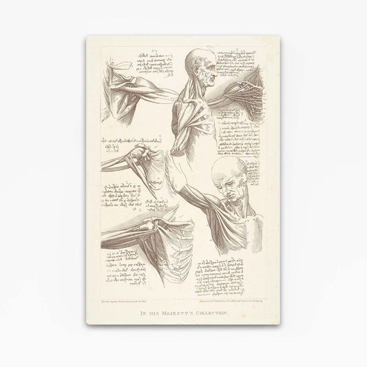 Shoulder Anatomy Study Da Vinci Canvas Art — vintage canvas print, canvas print on white background