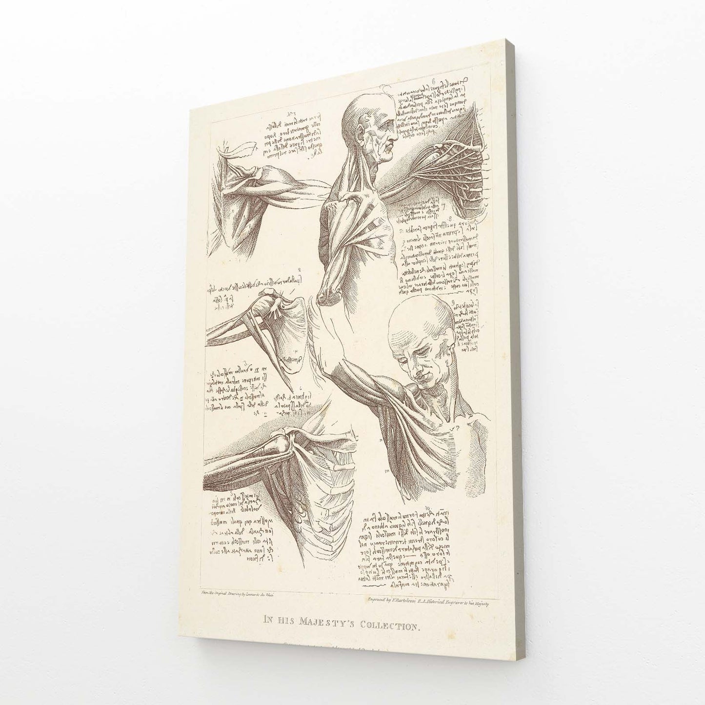 Shoulder Anatomy Study Da Vinci Canvas Art – angled canvas view on white background