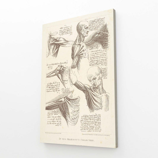 Shoulder Anatomy Study Da Vinci Canvas Art — vintage canvas print, angled canvas view on white background