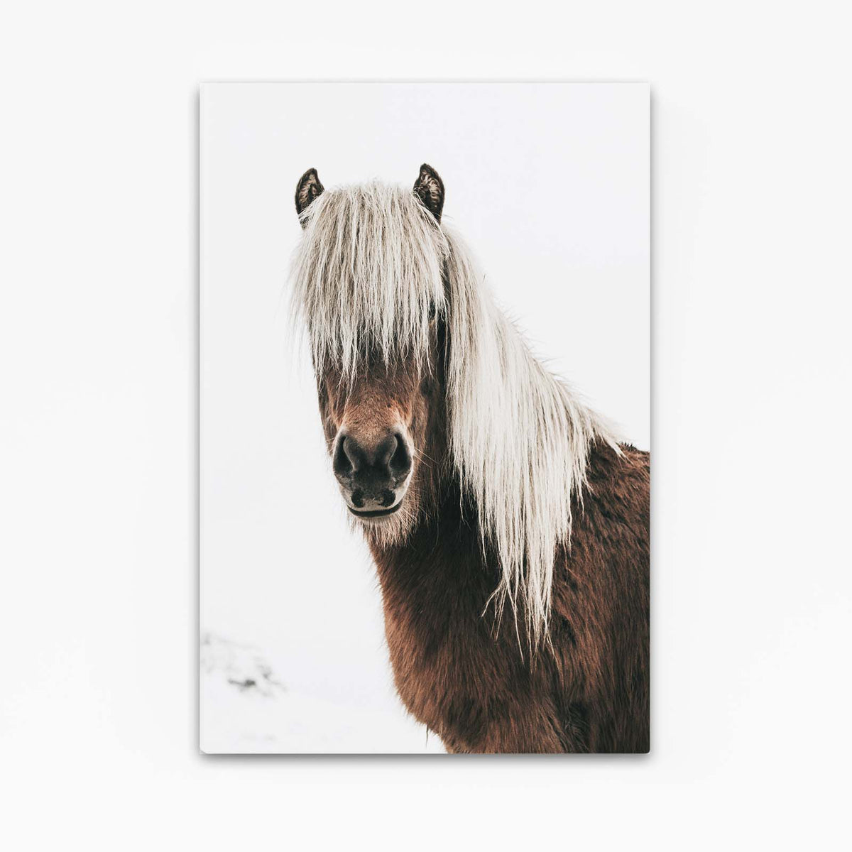 Silver Mane Pony Horse Wall Art — photography canvas print, angled canvas view on white background