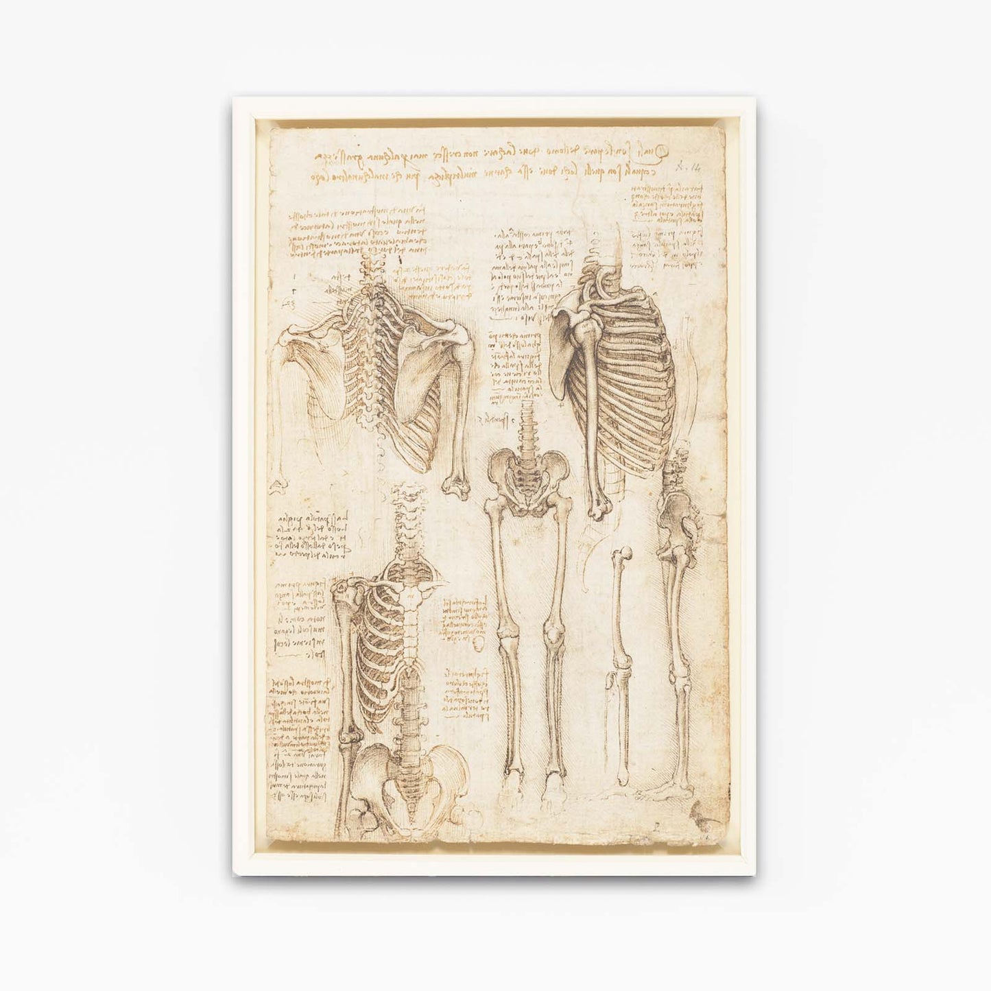 Skeleton Anatomy Studies Da Vinci Prints – angled canvas view on white background