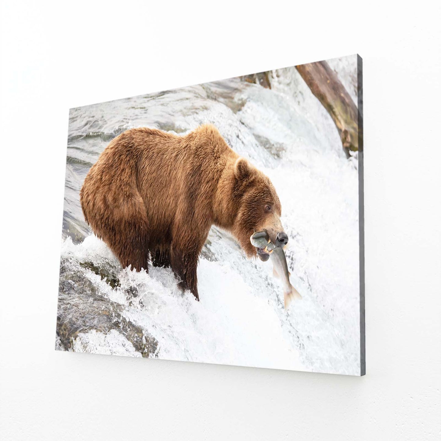 Snow Fishing Catch Bear Canvas — photography canvas print, angled canvas view on white background
