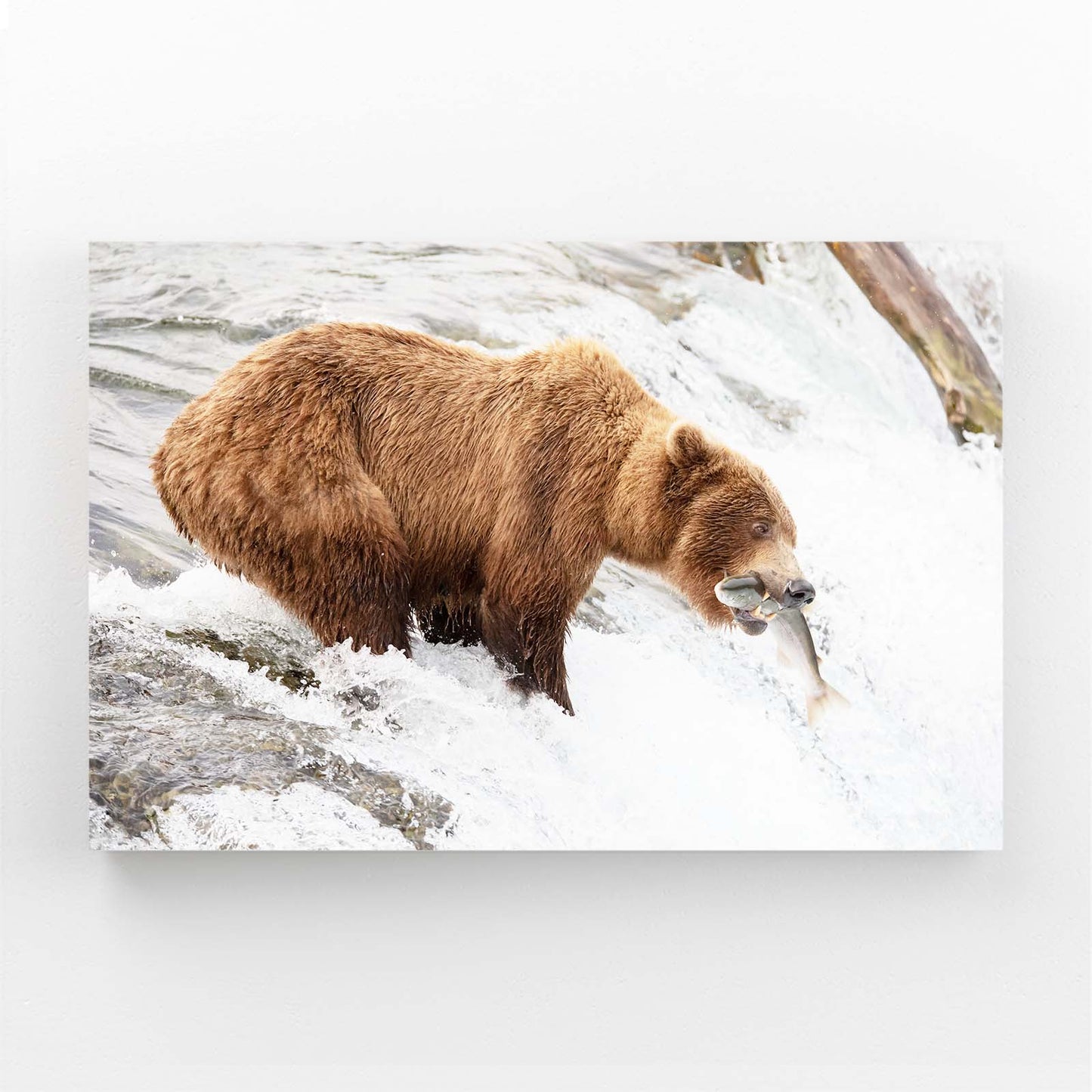 Snow Fishing Catch Bear Canvas — photography canvas print, angled canvas view on white background