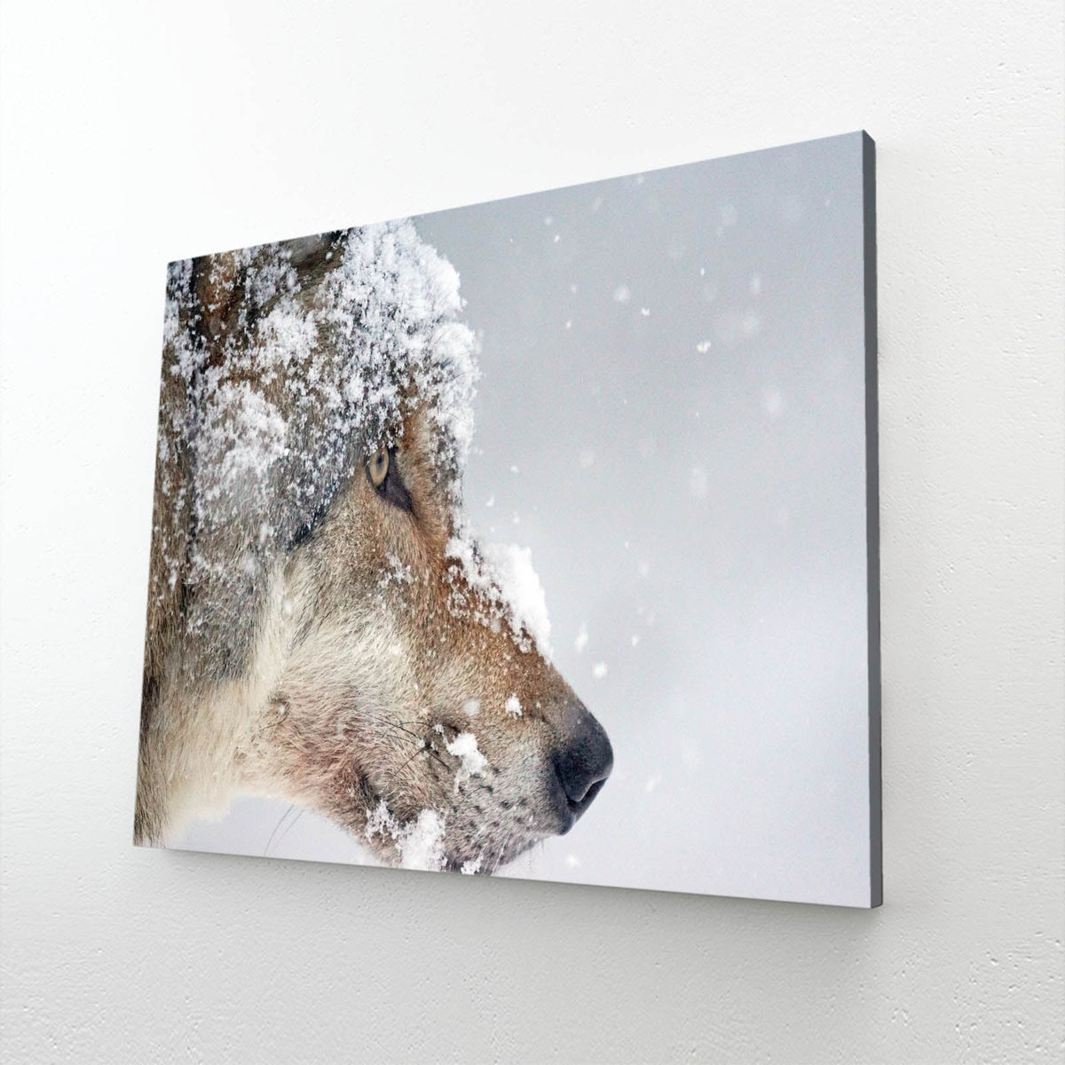 Snow Wolf Art — photography canvas print in silver tones, angled canvas view on white background