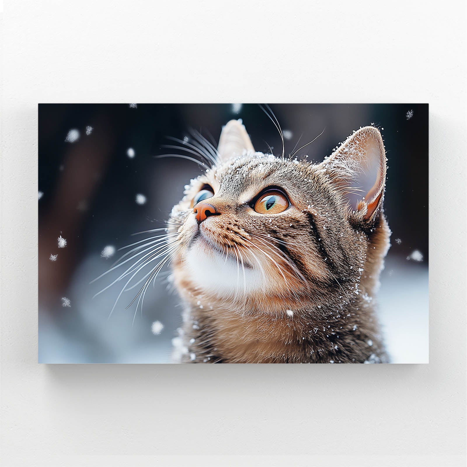 Snowfall Gaze Cat Wall Art — photography canvas print, canvas print on white background