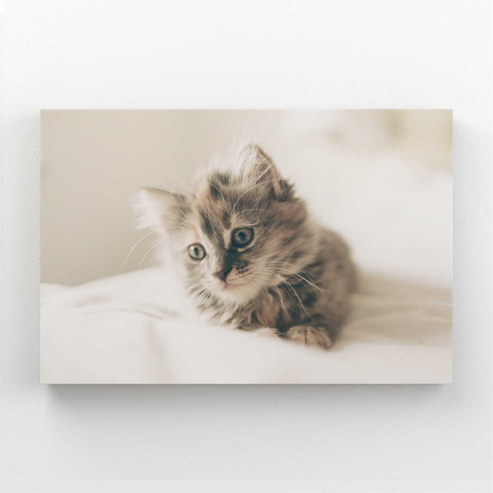 Soft Light Cat Wall Art