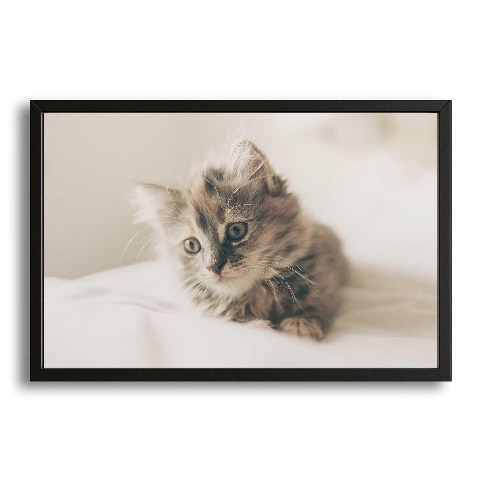 Soft Light Cat Wall Art – canvas print on white background