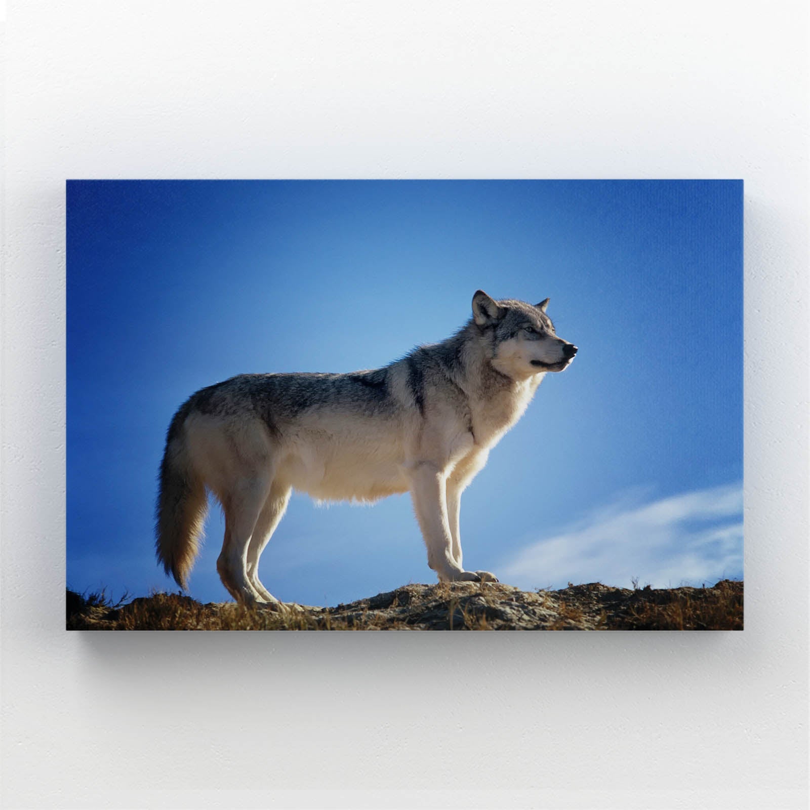 Standing Wolf Wall Art