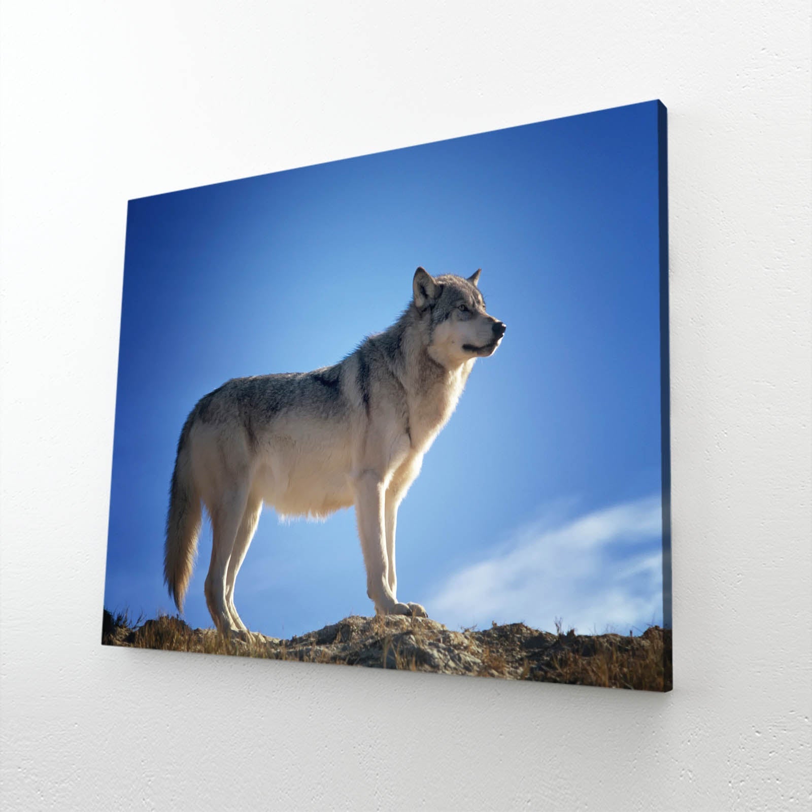 Standing Wolf Wall Art
