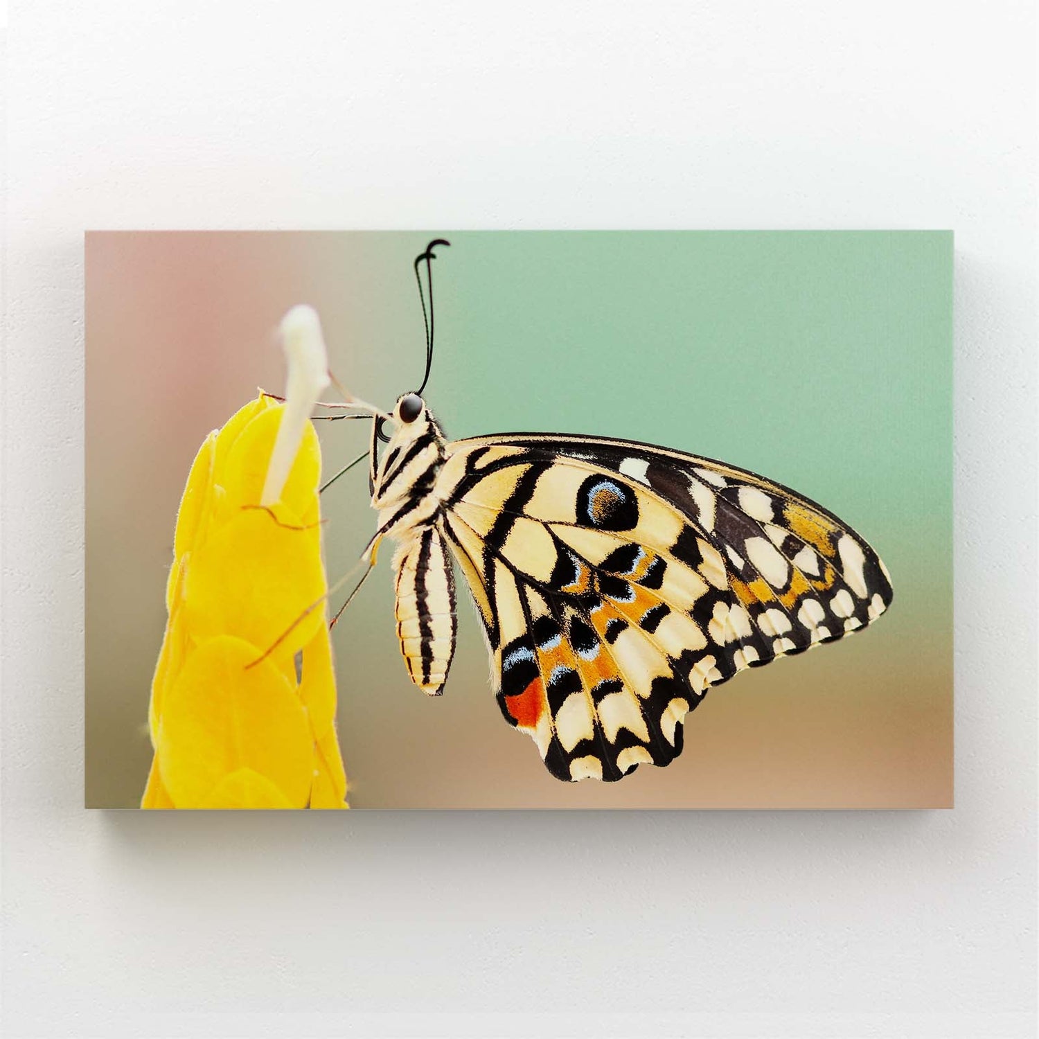 Swallowtail Butterfly On Flower Wall Art