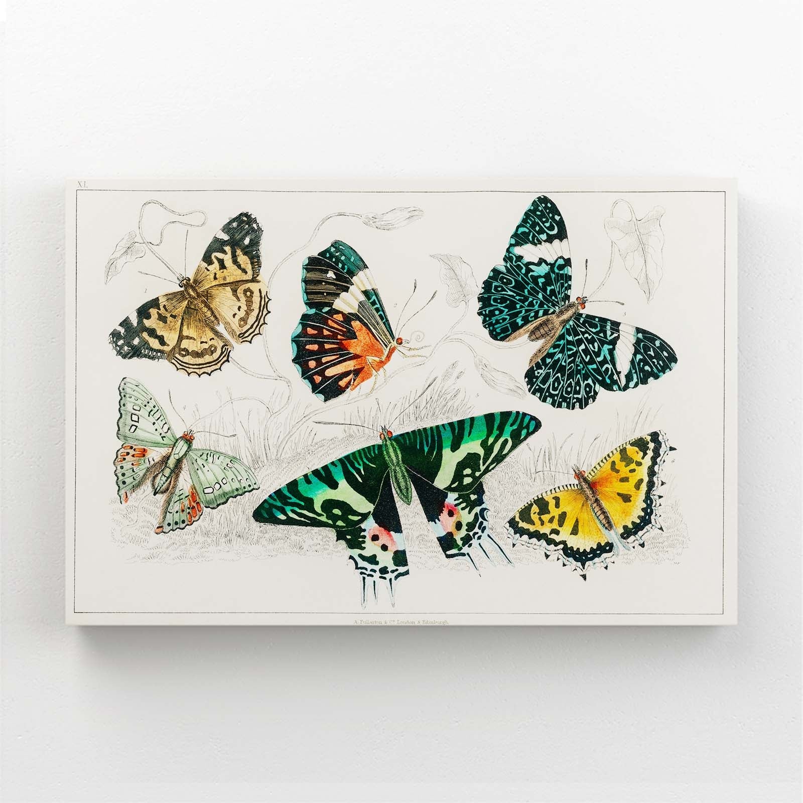 Vintage Butterfly Wall Art