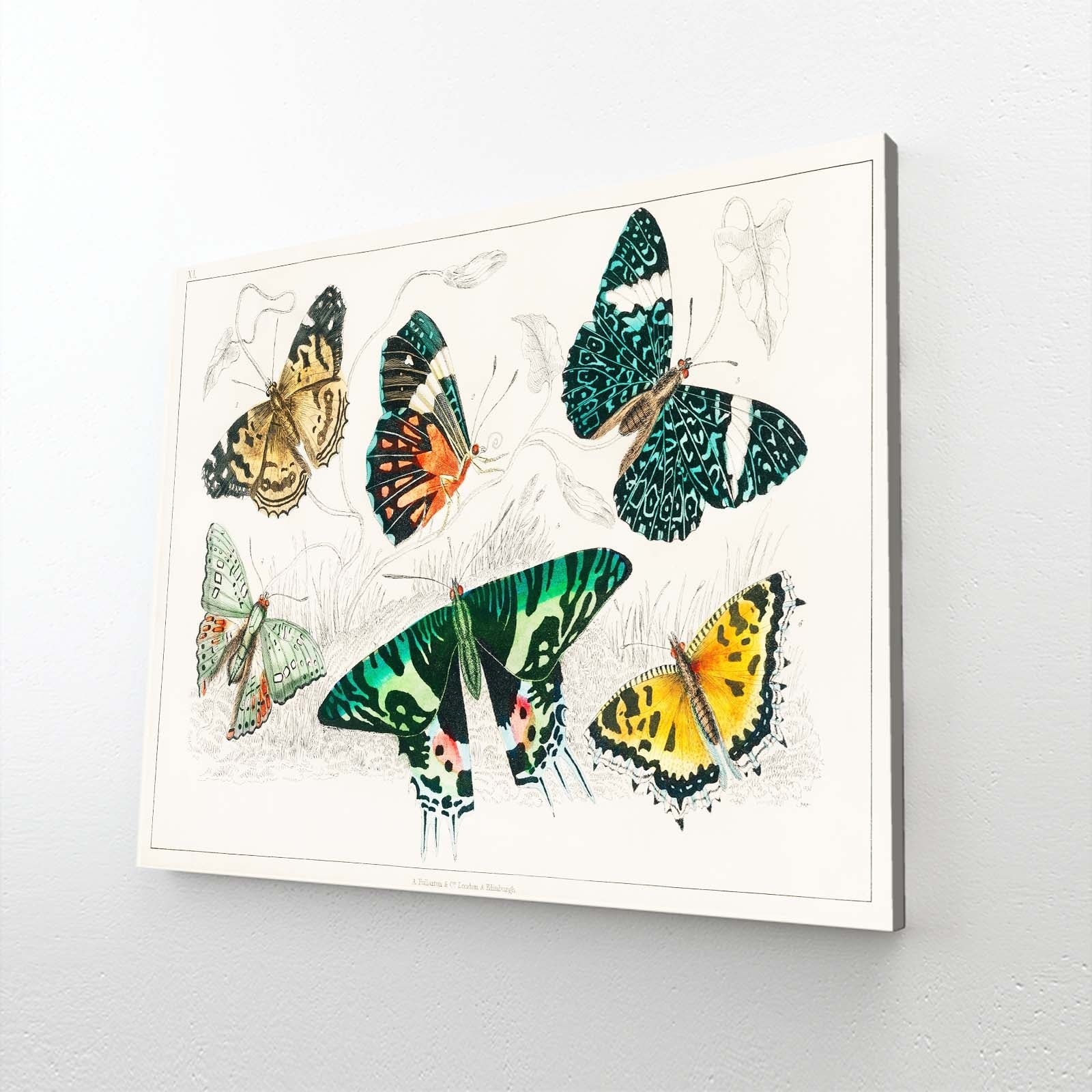 Vintage Butterfly Wall Art