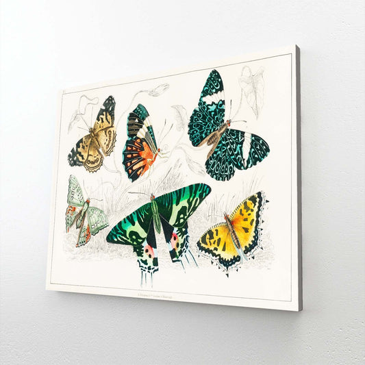Vintage Butterfly Wall Art