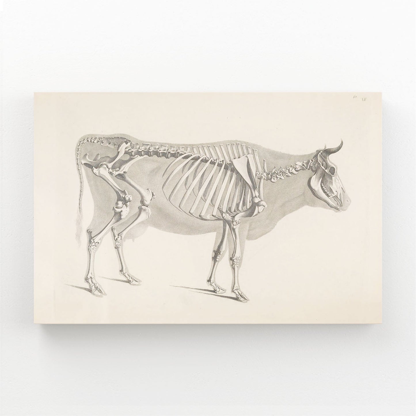 Vintage Cow Art – angled canvas view on white background