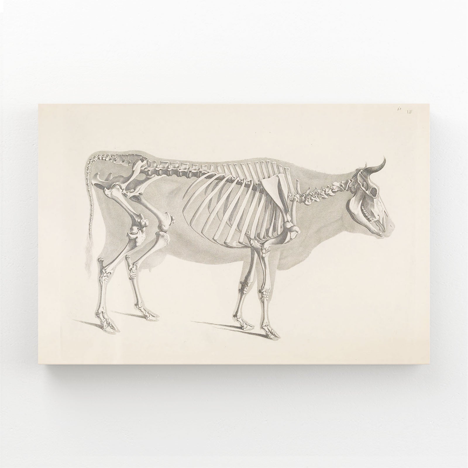 Vintage Cow Art – angled canvas view on white background