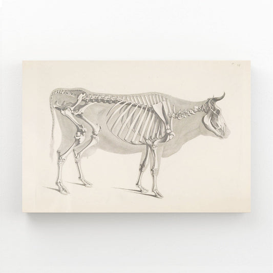 Vintage Cow Art – angled canvas view on white background