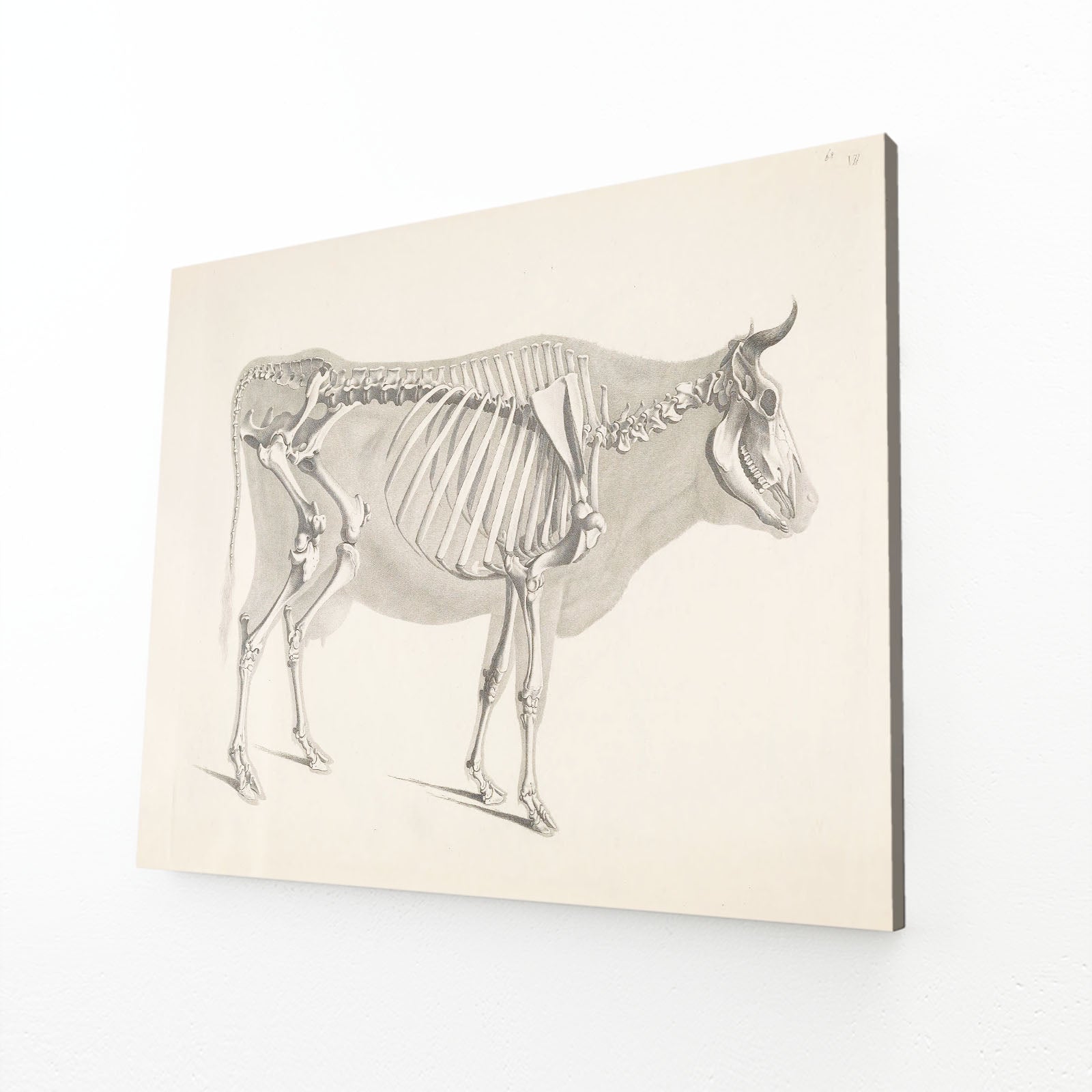 Vintage Cow Art – angled canvas view on white background