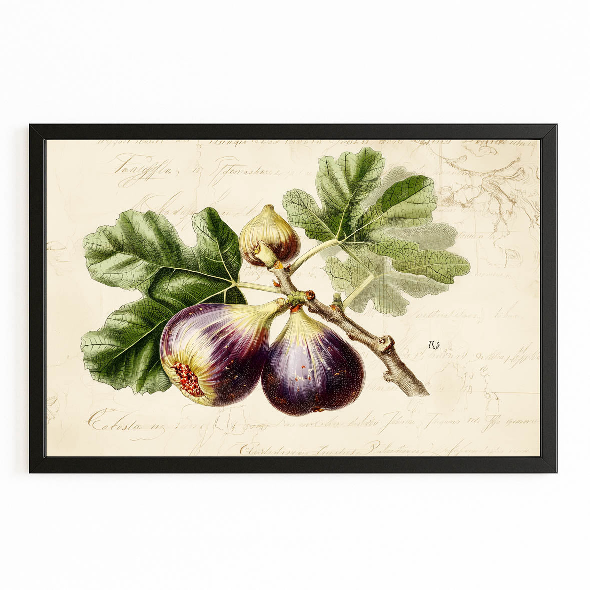 Vintage Fig Botanical Fruit Canvas – with Premium Black frame on white background