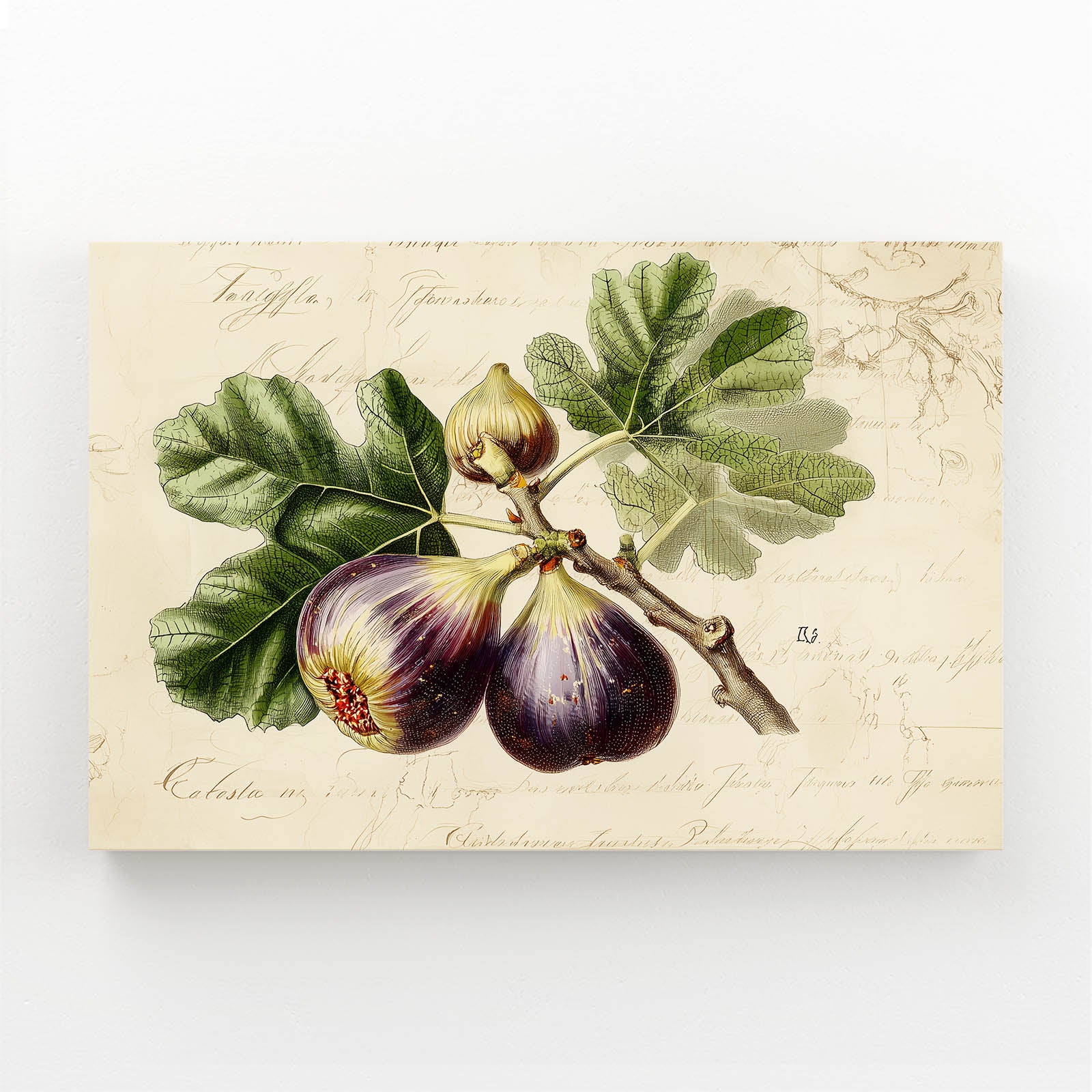 Vintage Fig Botanical Fruit Canvas – vintage fig botanical fruit canvas print