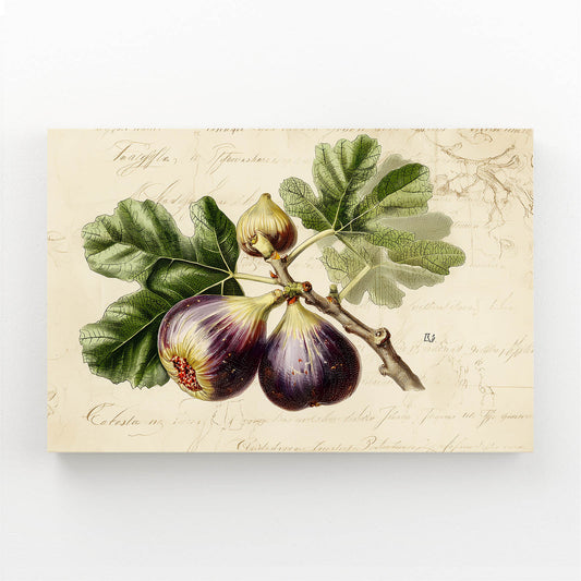 Vintage Fig Botanical Fruit Canvas – vintage fig botanical fruit canvas print