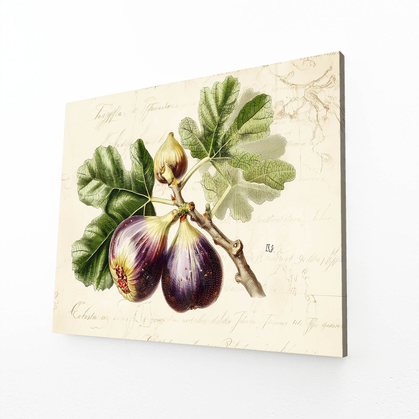 Vintage Fig Botanical Fruit Canvas – angled canvas view on white background