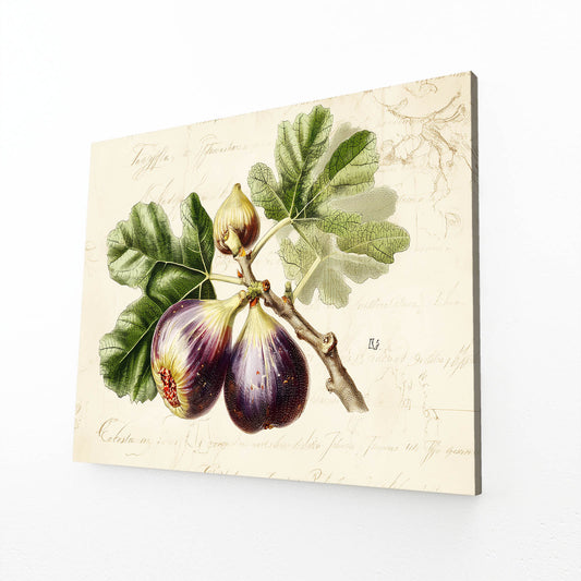 Vintage Fig Botanical Fruit Canvas – angled canvas view on white background