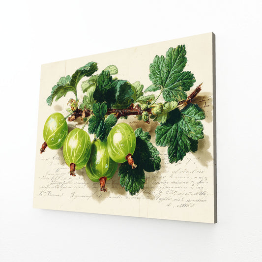 Vintage Gooseberry Print Fruit Wall Decor – angled canvas view on white background