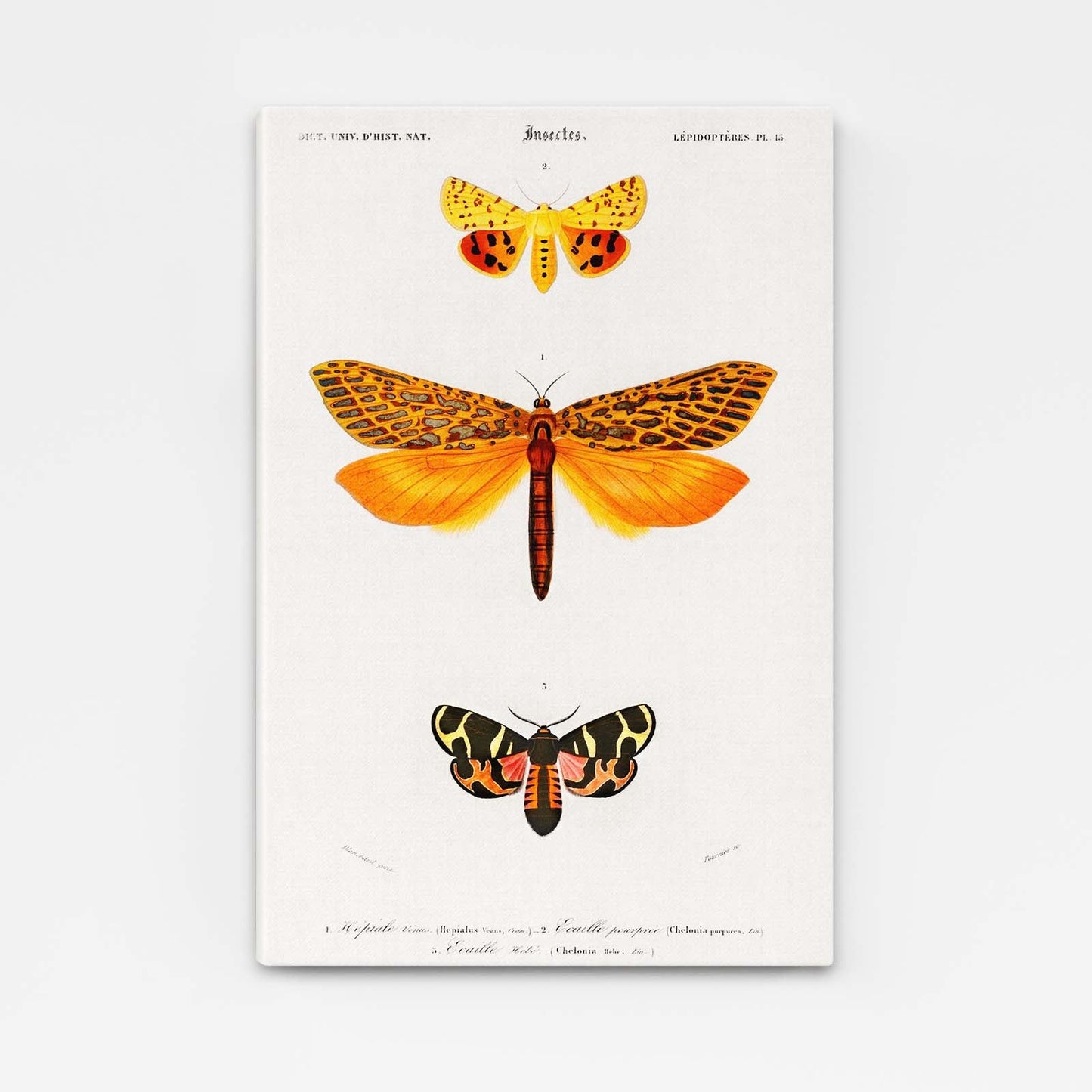 Vintage Scientific Butterfly Wall Art