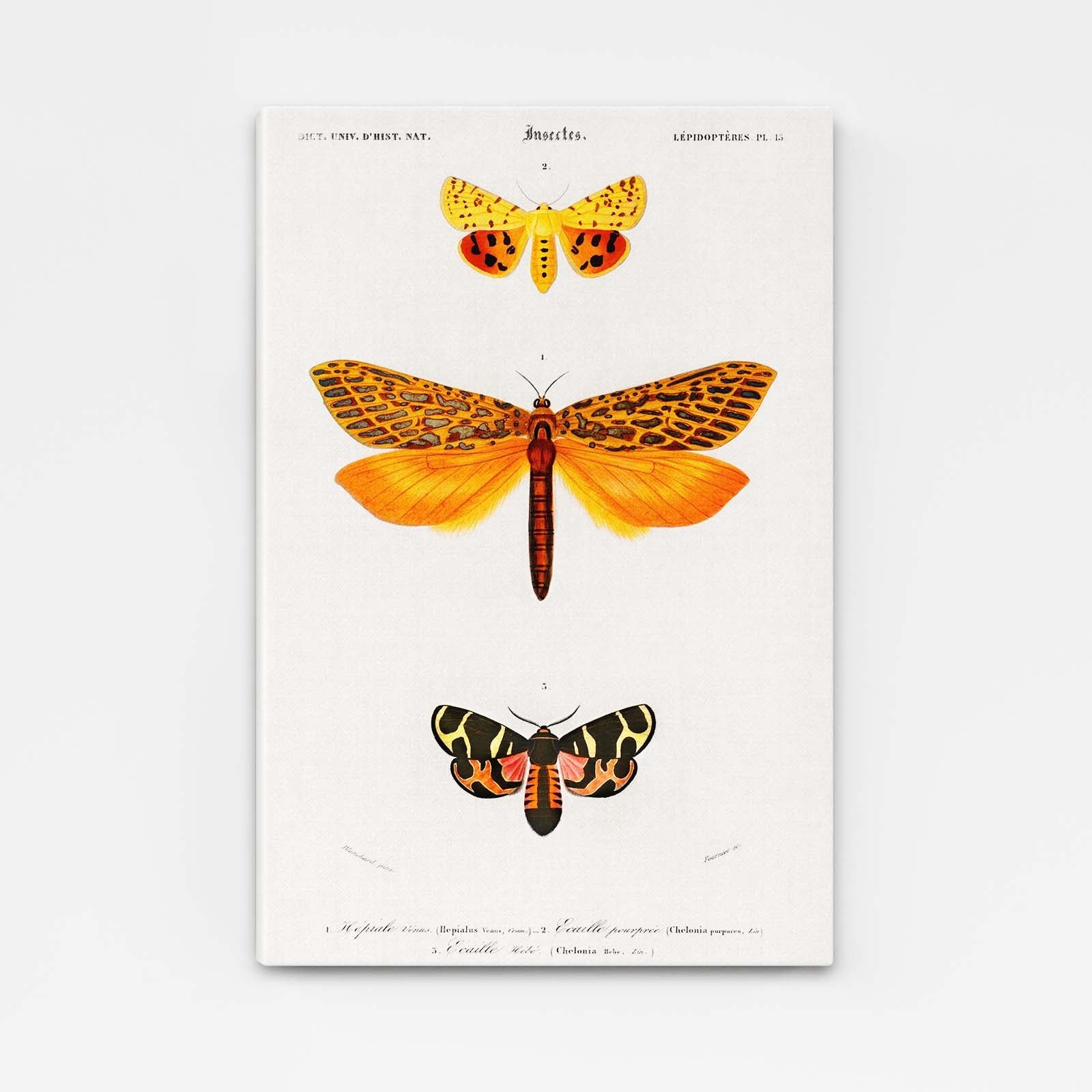 Vintage Scientific Butterfly Wall Art