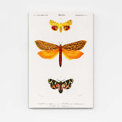 Vintage Scientific Butterfly Wall Art