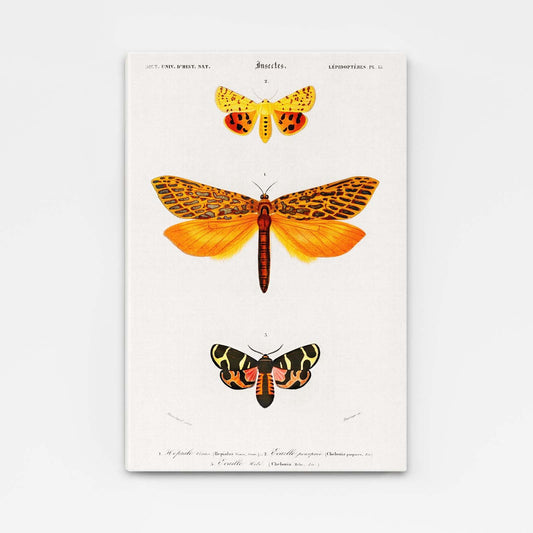 Vintage Scientific Butterfly Wall Art