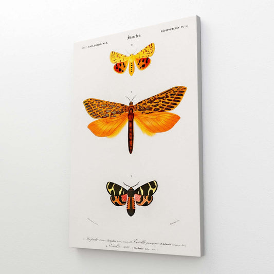 Vintage Scientific Butterfly Wall Art