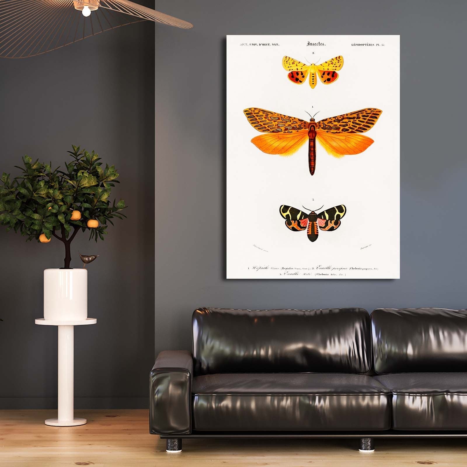 Vintage Scientific Butterfly Wall Art
