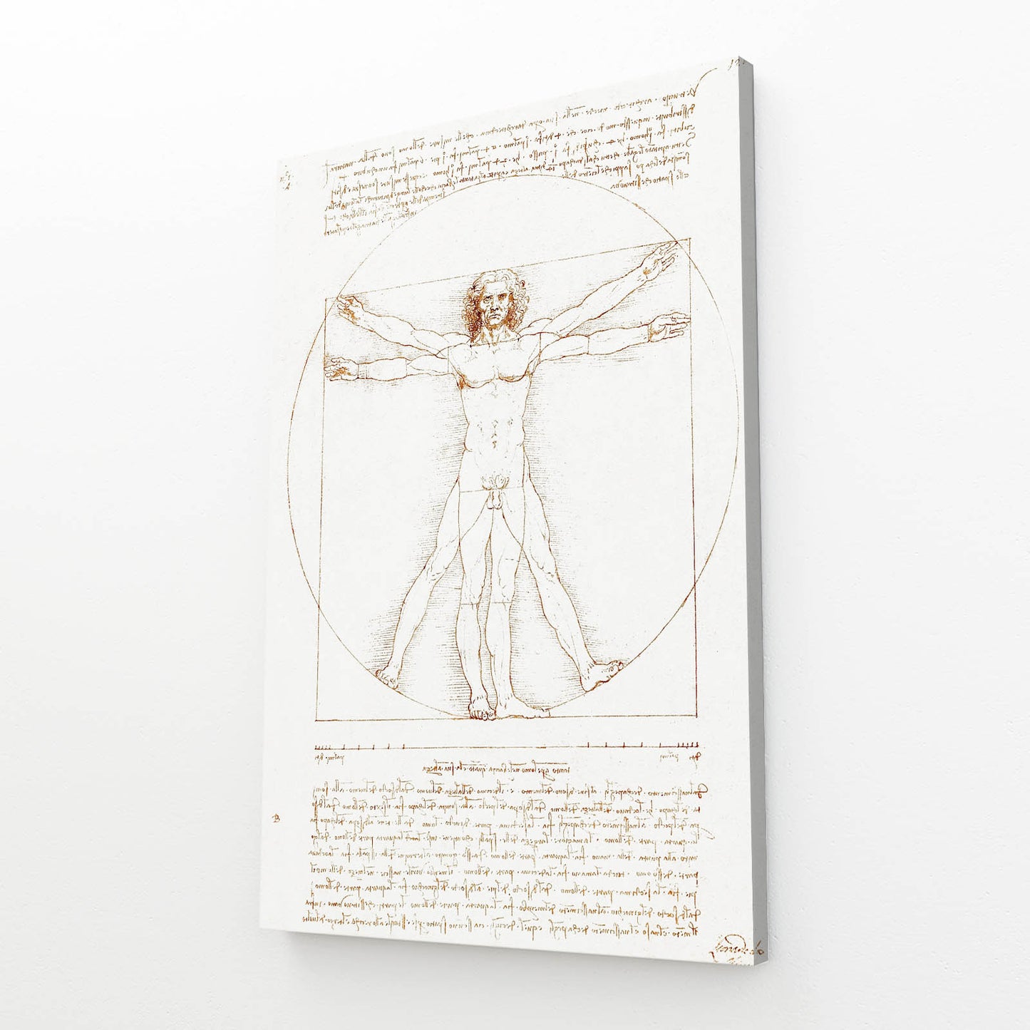 Vitruvian Man Da Vinci Art – angled canvas view on white background