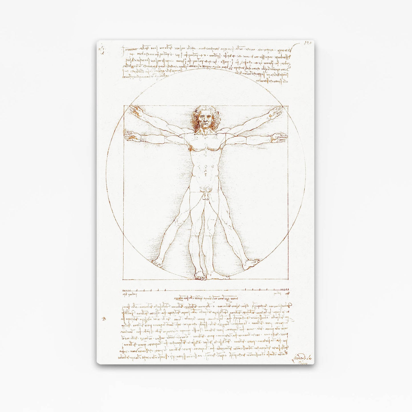 Vitruvian Man Da Vinci Art – vitruvian man da vinci canvas print