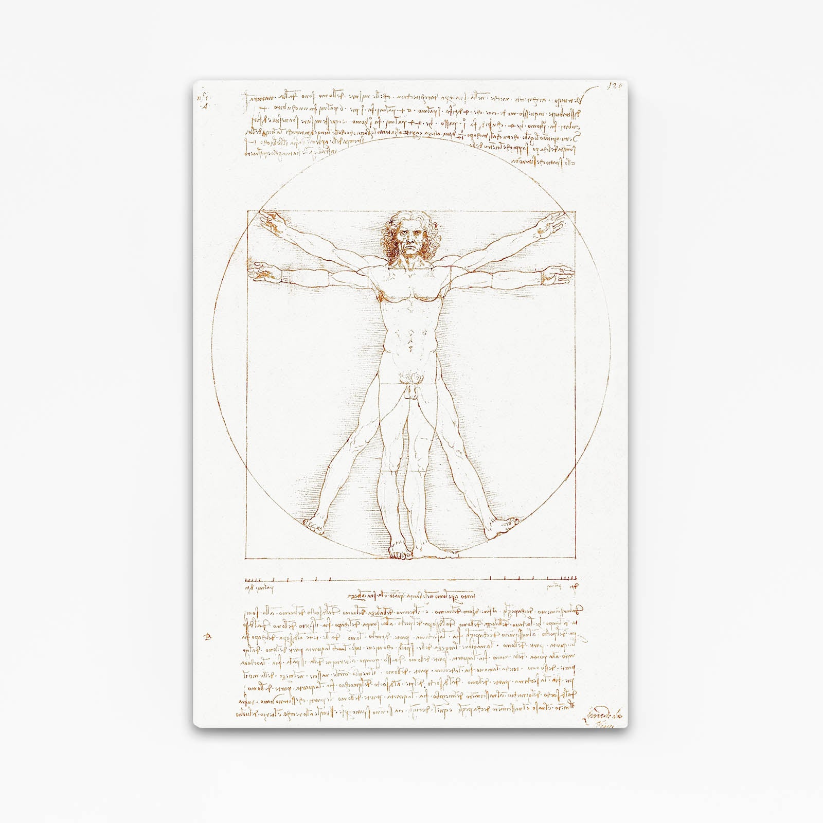 Vitruvian Man Da Vinci Art – vitruvian man da vinci canvas print